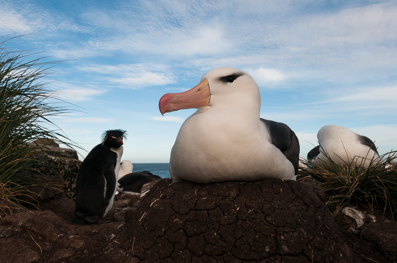 Colouring in Black browed Albatross Lenina Villela