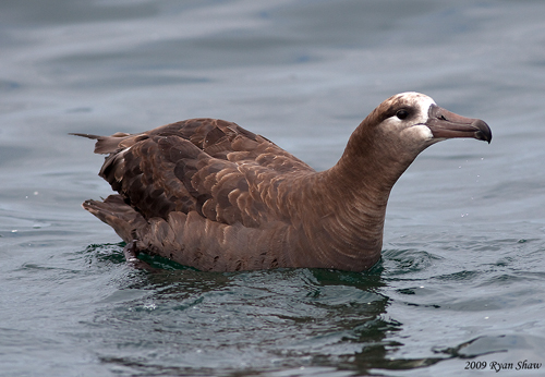 Colouring in Black footed Albatross, Diane Andersen