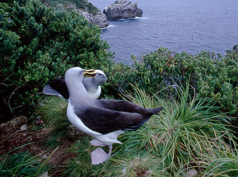 Colouring in Buller’s Albatrosses, Diane Andersen