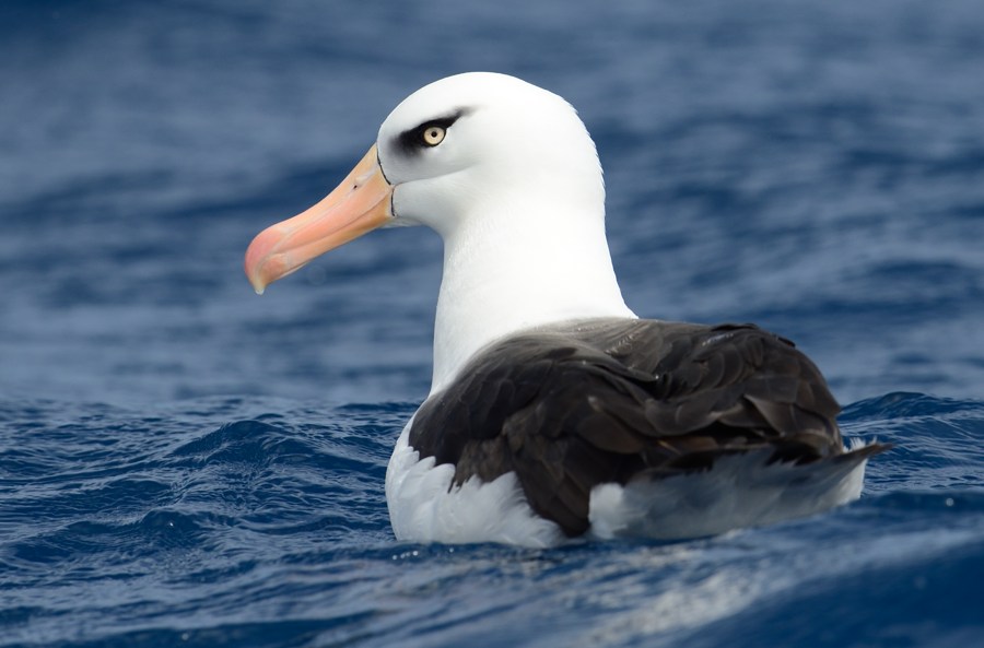 Colouring in Campbell Albatross Lea Finke