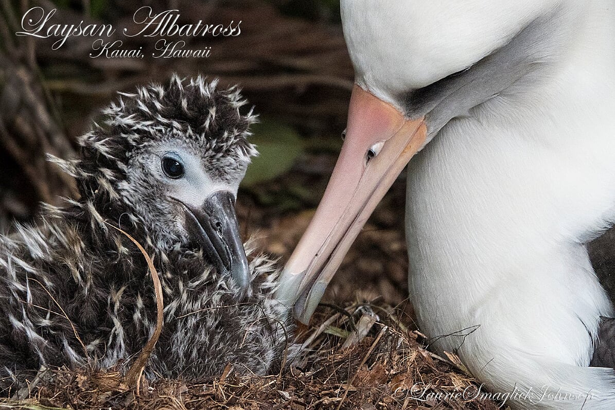 Colouring in Laysan Albatrosses, Diana Andersen