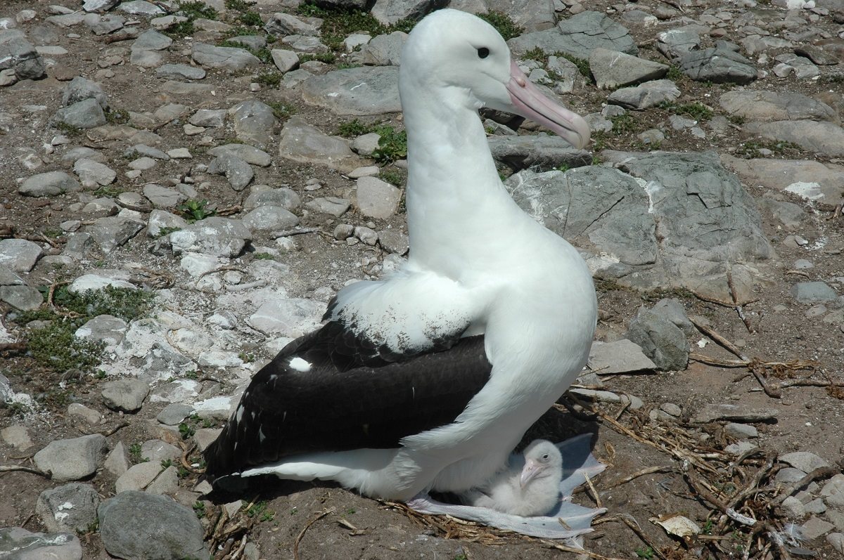 Colouring in Northern Royal Albatross Lea Finke