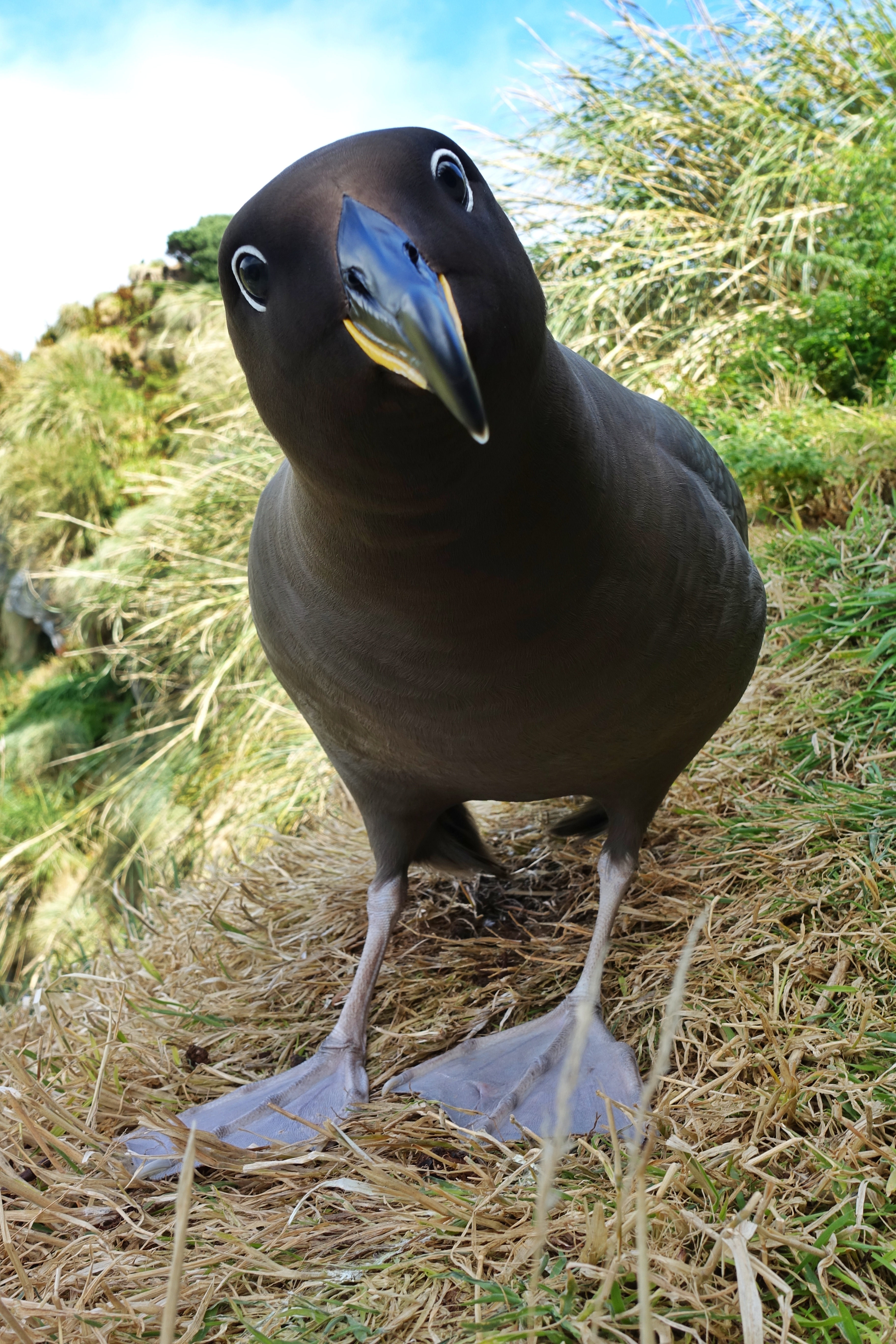 Colouring in Sooty Albatross, Lea Finke